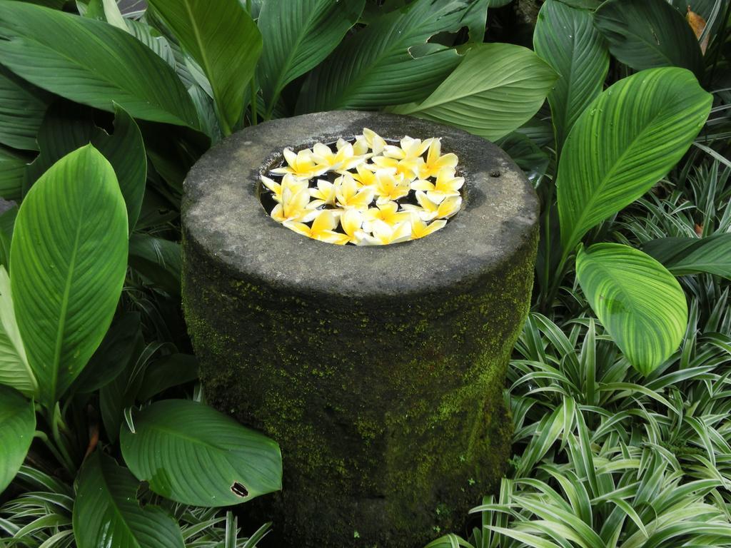 Latugu Homestay Ubud المظهر الخارجي الصورة