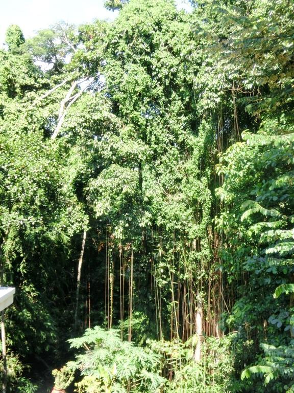 Latugu Homestay Ubud المظهر الخارجي الصورة